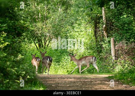Damhirsche auf einem Waldweg Stockfoto