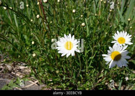 Gruppe gemeinsamer Gänseblümchen im grünen Feld. Ultrabreiter Schuss von Bellis perennis, der auf grüner Wiese wächst. Stockfoto