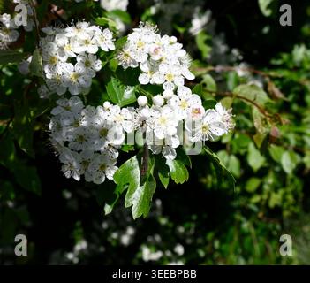Ultrabreite Aufnahme einer Libelle, die auf der Wiese sitzt. Details von kleinen Jungfliegen, die auf Pflanzen sitzen. Stockfoto