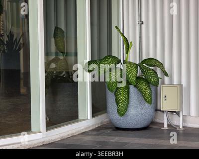 Grüne Pflanze in rundem grauen Topf auf gefliestem Boden neben Glasfenster und weißer gewellter Außenwand für eine friedliche Atmosphäre mit Reflektoren Stockfoto
