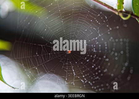 Makroaufnahme einer winzigen orangen Orgelweberspinne, die in der Mitte eines perfekten tau bedeckten Spiralnetzes liegt, mit weichem Bokeh-grünem Waldhintergrund. Stockfoto