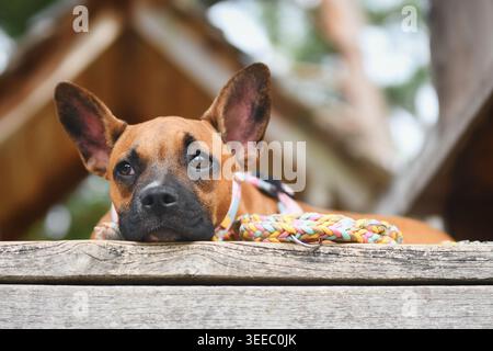 Nahaufnahme eines Mischhundes, der Kopf auf Holzplanke mit farbenfroher Paracord-Leine ruht Stockfoto