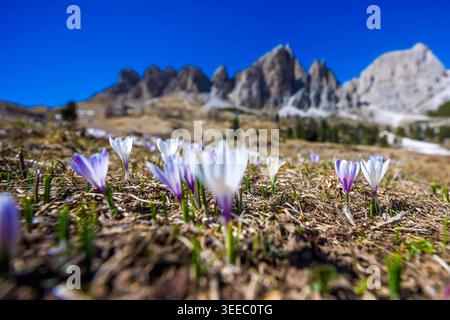 Wilde Alpen-Krokusse blühen im Frühjahr vor dem Panorama der Südtiroler Dolomiten 20260425tr056 20260425tr056 Krokuswiese Dolomiten Alpen, Krokusse Crocus vernus, Frühlings-Krokus, Iridaceae, Crocus albiflorus, Alpen-Krokus, Wildform, Geophyt, Knollenpflanze, Perigon, Lebensräume, Biodiversität, Bergflora, Südtiroler Alpen, UNESCO-Welterbe botanisch, Wildgewachsen, einheimisch, endemisch, mehrjährig, winterhart, subalpin, ökologisch wertvoll, artenreich, belastbar, charakteristisch, schützen, Hamburg Hamburg Deutschland *** Wilde Almkrokusse blühen im Frühjahr vor dem Panorama der Th Stockfoto
