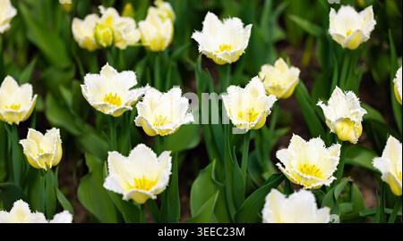 Ein üppiges Blumenbeet aus weißen und blassgelben Tulpen blüht im Frühlingssonnenlicht und schafft eine frische Blumenszene für Garten, Natur und saisonale Themen Stockfoto