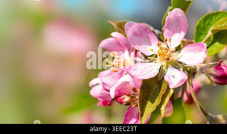 Sanfte rosa Apfelblüten blühen auf einem Zweig mit grünen Blättern und verschwommenem Gartenhintergrund und schaffen eine frische Frühlingsblumenszene. Stockfoto