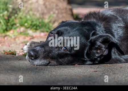 Black Labrador Retriever Mischhund, der im Sonnenlicht auf dem Bürgersteig liegt. Nahaufnahme eines Haustieres im Freien. Stockfoto