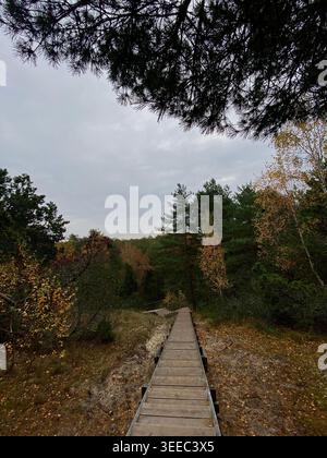 Hölzerner Pfad durch den Herbstwald, führende Perspektive mit stimmungsvollem Himmel und natürlicher Landschaft Stockfoto