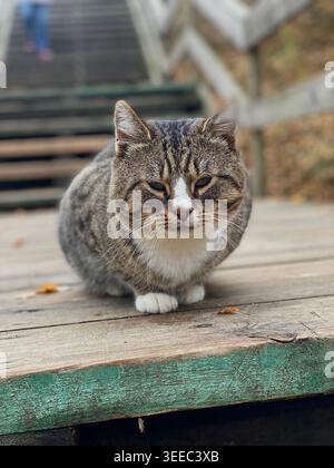 Niedliche Tabbykatze, die auf Holztreppen sitzt, ruhige Outdoor-Szene mit weichem Fokus Stockfoto