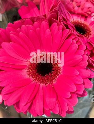 Nahaufnahme eines leuchtend rosafarbenen Gerbera-Gänseblümchenstraußes mit mehrschichtigen Blütenblättern und weicher natürlicher Textur in einer Blumenausstellung Stockfoto