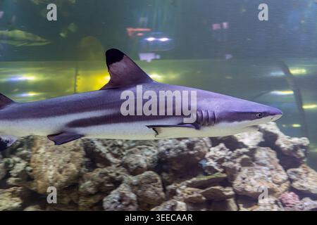 Aquarium-Tank-Szene mit einem grauen Hai, der über verstreuten hellen bis dunkelgrauen Felsen schwimmt. Oben links ist ein unerwarteter gelber Schulbus zu sehen Stockfoto