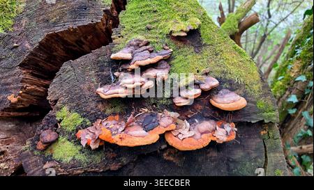 Eine Nahaufnahme zeigt Gruppen von orangefarbenen und braunen Pilzen, die auf einem moosbedeckten, verfaulenden Baumstumpf zwischen gefallenen Blättern und Grün wachsen Stockfoto