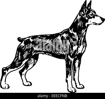 Hand Gezeichnete Doberman Pinscher Vektor-Illustration Stock Vektor