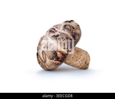 Ein Shiitake-Pilz ist auf weißem Hintergrund mit Beschneidungspfad isoliert. Stockfoto