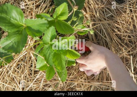 Nahaufnahme von Kind Hand pflücken Reife Erdbeere in Garden – Bio Homegrown Harvest Stockfoto