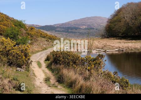 Llyn Cynwch Lake, Eryri National Park, ehemals Snowdonia, Nordwales, Großbritannien. Stockfoto