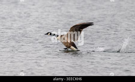 Kanadische Gänse, die aus dem offenen Wasser mit ausgestreckten Flügeln und Sprühspur abhebt. Stockfoto