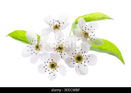 Birnenblüten isoliert auf weißem Hintergrund. Zweig der blühenden Birne mit weißen Blüten und grünen Blättern im Frühjahr. Beschneidungspfad Stockfoto