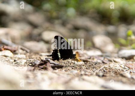 Ein Nahaufnahme eines schwarzen Schmetterlings mit weißen Markierungen auf seinen Flügeln, der auf trockenem Boden mit einem verschwommenen Waldhintergrund sitzt. Stockfoto