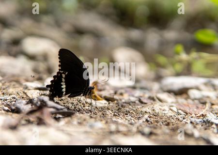 Ein Nahaufnahme eines schwarzen Schmetterlings mit weißen Markierungen auf seinen Flügeln, der auf trockenem Boden mit einem verschwommenen Waldhintergrund sitzt. Stockfoto