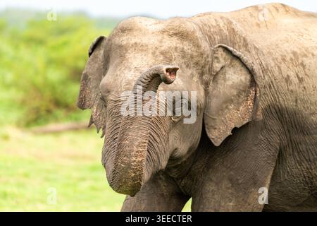 Der wilde Sri-lankische Elefant hebt den Stamm und riecht die Luft in seinem Lebensraum Stockfoto