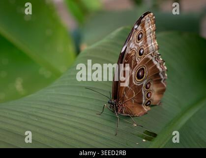 Blue Morpho oder Peleides Blue Morpho, Morpho peleides, Nymphalidae, Corcovado Nationalpark, Costa Rica Stockfoto