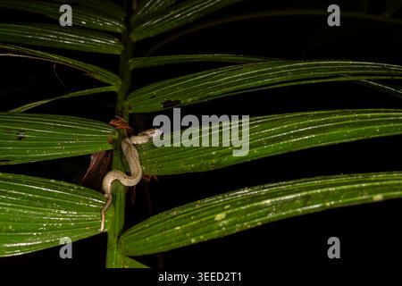 Wimpernviper oder Wimpernpalmen-Pitviper, Bothriechis schlegelii, Viperidae, La Fortuna, Arenal Volcano Nationalpark, Costa Rica Stockfoto