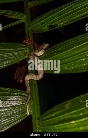 Wimpernviper oder Wimpernpalmen-Pitviper, Bothriechis schlegelii, Viperidae, La Fortuna, Arenal Volcano Nationalpark, Costa Rica Stockfoto