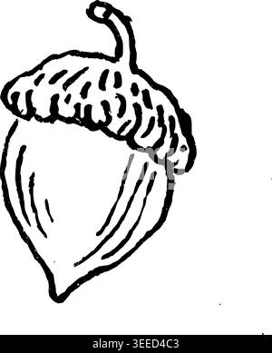 Handgezeichneter Acorn Vektor-Illustration Stock Vektor