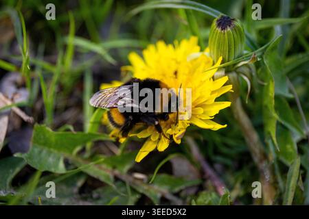 Eine Hummel sammelt an einem sonnigen Sommertag Nektar auf einer gelben Löwenzahnblüte. Stockfoto