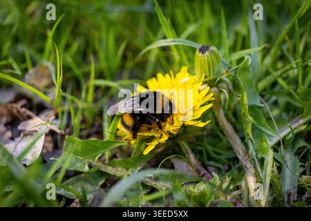 Eine Hummel sammelt an einem sonnigen Sommertag Nektar auf einer gelben Löwenzahnblüte. Stockfoto