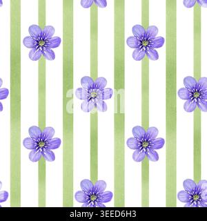 Nahtloses Aquarellmuster mit lila hepatica-Blüten und vertikalen, weichen grünen Streifen. Handgemaltes botanisches Design, ideal für Stoff und Tapeten Stockfoto