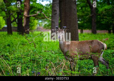 Junge Hirsche, die auf einer grünen Waldlichtung stehen Stockfoto