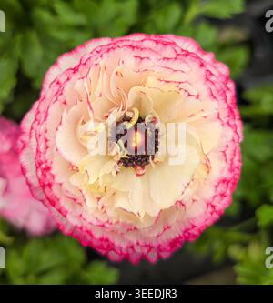 Exquisite Nahaufnahme einer Ranunkeln-Blume mit cremigen Blütenblättern und leuchtenden rosafarbenen Rüschenrändern Stockfoto