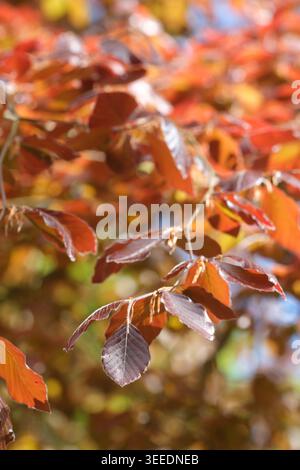 Kupferbuche ( Fagus sylvatica ) Blätter im Frühjahr - Mai 2026 in Großbritannien Stockfoto