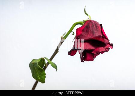Nahaufnahme einer verwelkten roten Rose auf weißem Hintergrund, die Herzbruch, verblasste Liebe, Ablehnung, Traurigkeit und emotionalen Schmerz darstellt. Minimales Blumenkonzept Stockfoto