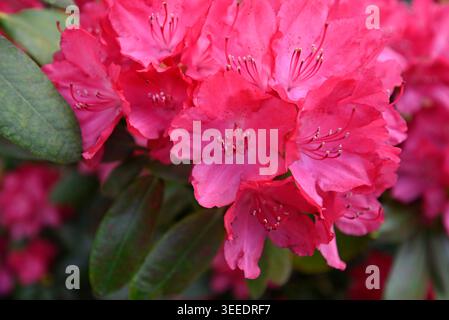 Details purpurer Rhododendronblüten. Nahaufnahmen von purpurnen Rhododendronblüten. Stockfoto