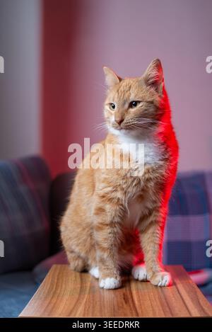 Studio-Porträt einer Ingwertabby-Katze, die drinnen auf einem Holztisch sitzt, beleuchtet mit warmem Ambiente und roter Beleuchtung für ein gemütliches Haustier-Bild. Stockfoto