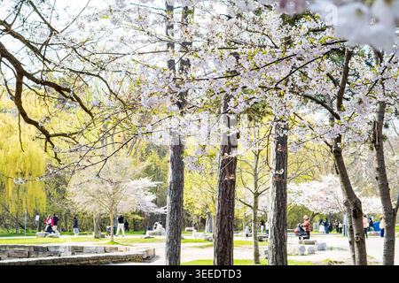 Viele Touristen schlendern oder ruhen sich im Toronto High Park unter Reihen von Kirschblüten in voller Blüte aus und sorgen für ein lebhaftes Frühlingsambiente Stockfoto
