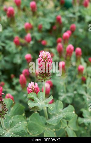 Purpurblüten der Pflanze Trifolium incarnatum Stockfoto