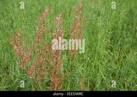 Rumex-Acetosa-Infloreszenz Nahaufnahme Stockfoto