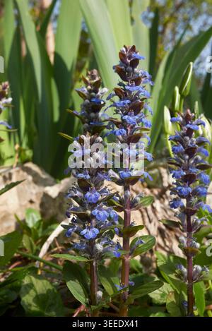 Ajuga reptans blaue Blütenstände Nahaufnahme Stockfoto