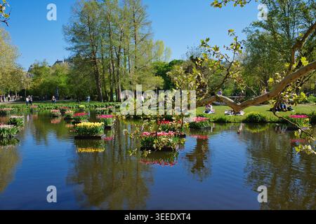Amsterdam, Niederlande, 22.04.2026 - schwimmende Tulpenblumenbeete am ruhigen Teich im Amsterdamer Park während des sonnigen Frühlingstages mit Reflexen und Grün Stockfoto