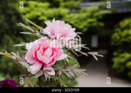 Japanische Baum Pfingstrose blüht im Garten Stockfoto