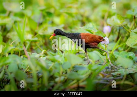 Ein Wattled Jacana (Jacana jacana) geht geschickt über schwimmende aquatische Vegetation und Wasserhyazinthen in den Pantanal-Feuchtgebieten und zeigt seine langen Zehen Stockfoto
