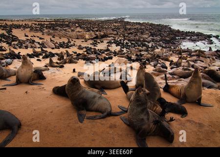 Riesige Kolonie von Kap-Pelzrobben überquert den felsigen Strand im Cape Cross Seal Reserve an der Skeleton Coast, Namibia. Stockfoto
