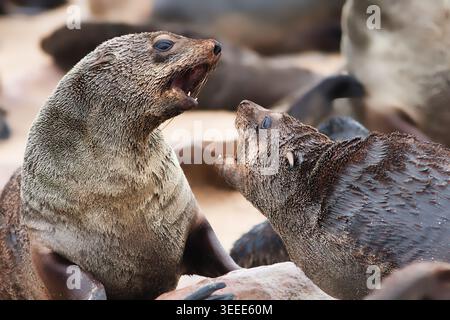 Zwei Kap-Pelzrobben kämpfen und bellen einander mit offenem Mund im Cape Cross Seal Reserve an der Skeleton Coast, Namibia. Stockfoto