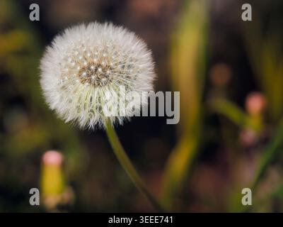 Löwenzahn-Samenkopf im weichen Fokus vor einem dunklen, verschwommenen grünen Gartenhintergrund, Nahaufnahme von flauschigen weißen Samen an einem dünnen Stiel Stockfoto