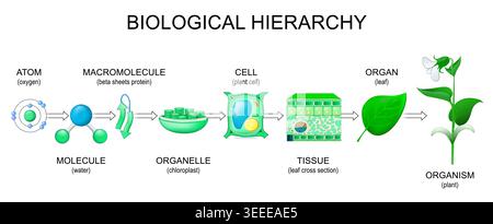 Biologische Hierarchie. Ebenen der Organisation des Lebens von Atom Sauerstoff, Wassermolekül, Makromolekül Beta Sheets Protein und Organelle Chloroplast zu Stock Vektor