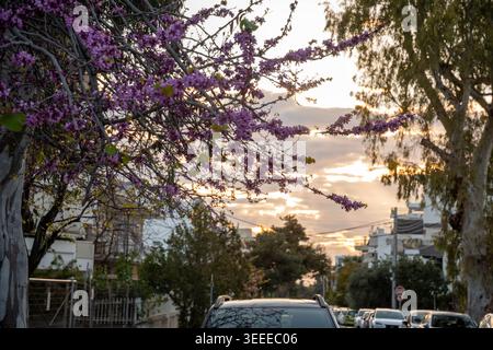Judas Baum Cercis Siliquastrum blüht über geparkten Autos und Häusern in Griechenland am Frühlingsabend. Violette Blütenzweige erstrecken sich vom dicken Stamm, während goldenes Licht während des Sonnenuntergangs durch graue Wolken filtert. Stockfoto