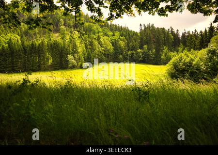 Sonnendurchflutete grüne Wiese, umgeben von dichten Kiefern- und Laubwäldern, von schattigem Vordergrund mit hohem Gras und Baumzweigen, warmes Sommerlicht und warmes Sommerlicht Stockfoto
